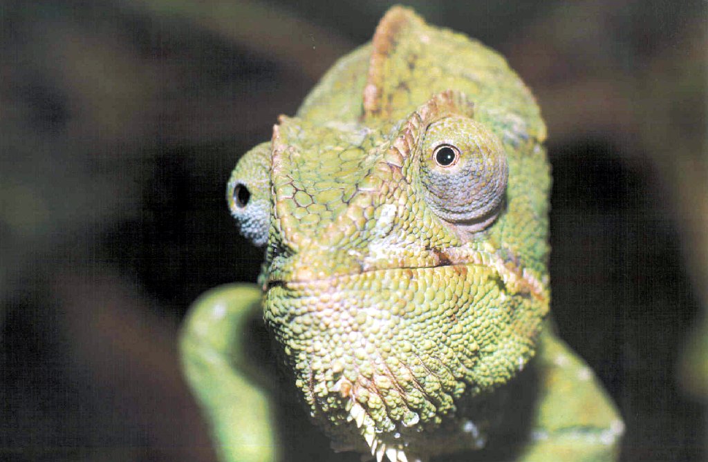 zoo_chameleon_2